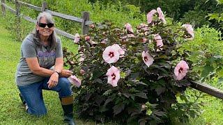 Transplanted Hardy Hibiscus Update : Summerific Series  // Gardening On Taylor Mountain ‍