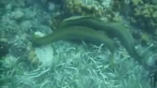 Two Moray Eels Fighting!