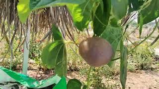 Special for Jainism Religious | Jain Potato | Potato growing on plant and Grow out side of Soil