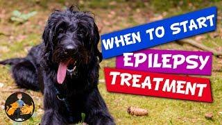 When to Start Epilepsy Treatment for Dogs (and why not straight away)! - Dog Health Vet Advice