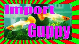 Schwere Geburt | Neue Fische und ihr Nachwuchs | Guppy Hochzucht