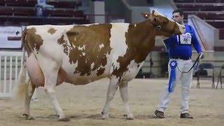 NY Spring Carousel R&W Holstein Show Production Class