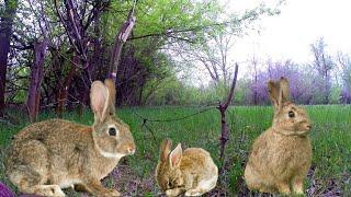 Живоловушка на ЗАЙЦА | Hare trap / HOW TO CAPTURE HARE!live hare