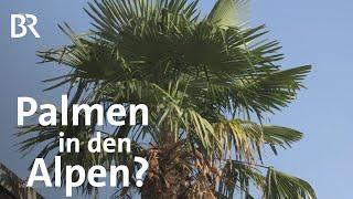 Palmen: Wie die Hanfpalme Pflanzen im Alpenraum verdrängt | Gut zu wissen | BR