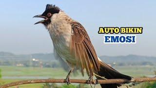 Suara Burung KUTILANG GACOR Menekan Lawan Ampuh Bikin Burung Kutilang Lain Auto Emosi dan Gacor