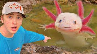 I Found Axolotls in an Abandoned Pond!