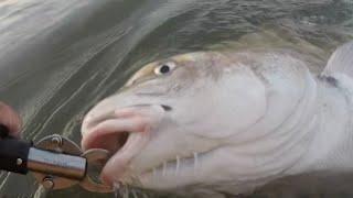 Black Drum at Dusk: The Beating of the Drum.