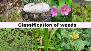 Weed classification/Biology of weed/2020