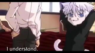 killua the cat