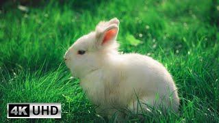 Bunny Therapy: Relaxing Piano Music and Sweet Rabbit Moments | 4K Videos