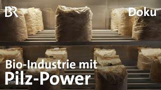 Pilze in der Bio-Industrie: Verpackungen, Baustoffe und Nahrungsmittel | Doku | BR Story