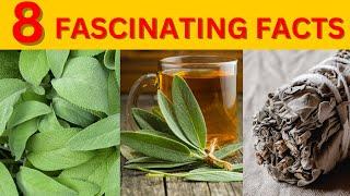 Discovering 8 Fascinating Facts About Sage You Never Knew Existed!