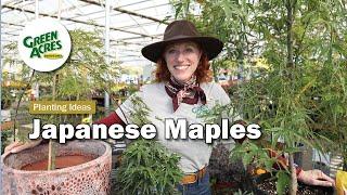 Japanese Maples