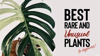 BEST Rare and Unusual Houseplants for BEGINNERS!