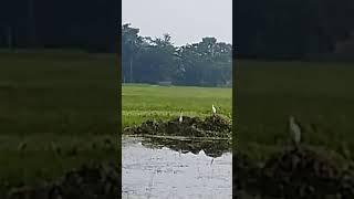 শীত যে আসতেছে তা বোঝা যাচ্ছে বক পাখি দেখা যাচ্ছে