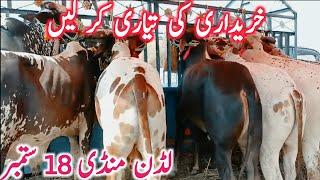 Ludden Cow Mandi Today Fresh Video Kato Qurbani Bachre Purchasing || Global Village Farming