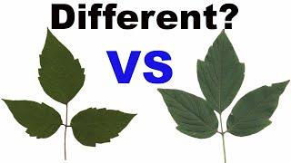 Poison Ivy vs Box Elder – Simple Trick to Tell Them Apart