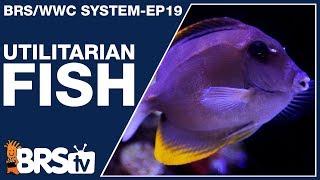 Ep19: Reef tank fish with a purpose! - The BRS/WWC System