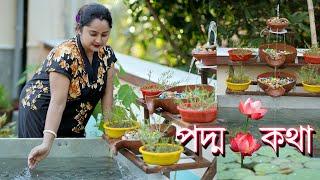 Vlog-13 How To Grow Lotus Plant || সখের পদ্ম পুকুর, মাছ আর ঝর্ণা।এদের মাঝেই শান্তি খুঁজে পাই ||