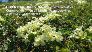 Obična Jagorčevina - Ljekovita svojstva | Common Primrose - Medicinal properties (Primula vulgaris)