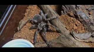 Aphonopelma Seemanni (Striped-Knee Tarantula) | Rehouse 2022