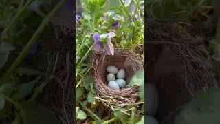 House Finch Eggs   #animals #bird #wildlife