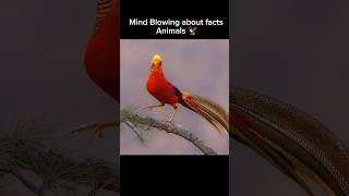 Top 4 mind Blowing facts about Bird| Crazy Bird | Amazing facts in hindi #shorts #facts#birds