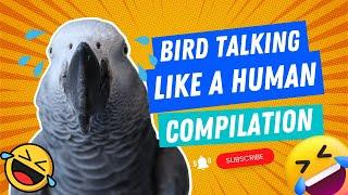 Bird Talking Like A Human Compilation #1 | Gizmo the Grey Bird