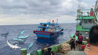 Lưới Rút Đêm Trung Sa Kéo Lưới Cho Cá Heo Ăn Giúp Đở Thuyền Gặp Nạn Trên Biển - Dân Biển