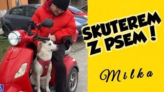 O PSIE, KTÓRY JEŹDZI SKUTEREM   #pies #pupil #podroznik #milka #skuterem #psy