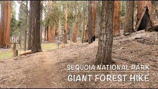 Sequoia National Park - Giant Forest Hike