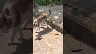 Playing with Danger - Cat and Snake || #pets #cat #snake #snakevideo #shorts #short #shortsvideo