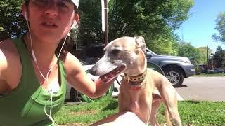 Whippet Running! Is a dog's barking the owner's fault?