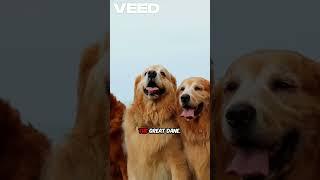 Discover the Largest Dog Breeds You Can Adopt!