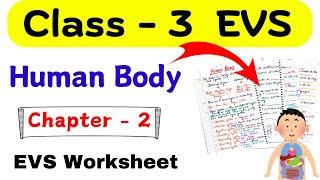 Class 3 EVS Human Body | Our Body Class 3 Worksheet| EVS Worksheet Class 3| EVS for Class 3| Grade 3