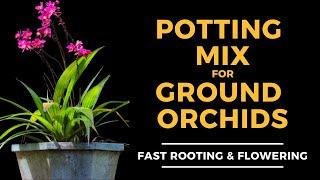 Best Potting Mix For Ground Orchids | Fast Rooting & Flowering | Lushy Greens