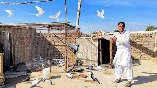 Kabootar Ka Setup ️ | Dhilyare Pigeons