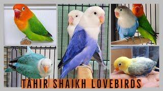 Tahir Shaikh Lovebirds | breeding setup | Discussion on commercial aspect | By Wajahat Munawar