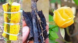 Best Natural Banana Rooting Hormone | Effects of Bananas on Roses