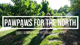 EARLY Pawpaw CULTIVARS for NORTHERN climates (Asimina triloba) - varieties for shorter summers