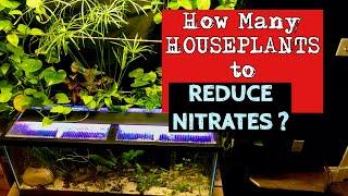 How Many HOUSEPLANTS does it take to REDUCE NITRATES in a Fish Tank?