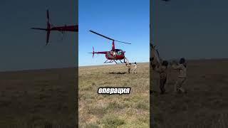 Спасаем дикую природу: операция в африканском лесу 🩺