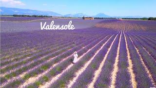 [4K]Valensole, Provence :Lavender & Sunflower Fields,Town of Valensole, Provence Farm Stay 2023