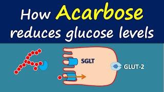 How Acarbose reduces glucose levels