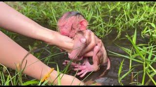 Mom Help Processing Newborn Baby Monkeys