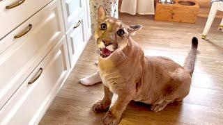 this wild cougar is very smart | Puma Messi talks to the owners to be fed