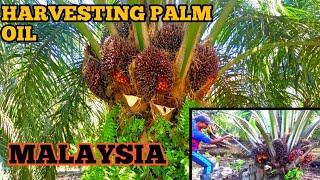 Harvesting Oil Palm || Fresh Fruit Bunches || Palm Oil Malaysia
