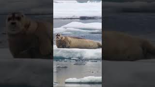 Seal's Last Stand: Polar Bear's Fierce Hunt #PolarBear #Seal #WildlifeDrama #NatureBattle