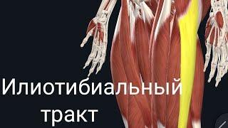 Илиотибиальный или подвздошно-большеберцовый тракт. Iliotibial Tract. Анатомия. Колено бегуна.