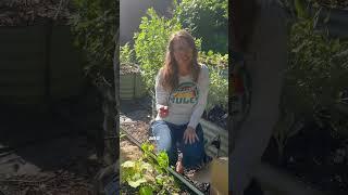 What is Hemp Mulch?